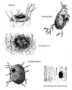 disegni di nidi di uccelli in bianco e nero.(fonte:http://digilander.iol.it/emstival/cavegag/ricerca.html)