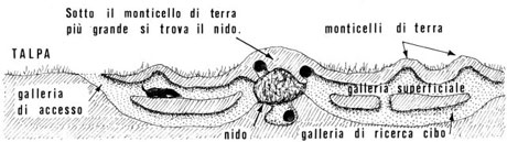 disegno in bianco e nero di una tana di talpa.(fonte:http://digilander.iol.it/emstival/cavegag/ricerca.html)