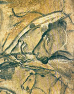fotografia a colori dei disegni ritrovati nelle grotte dell'Ardche, grotta Combe d'Arc, 1995; disegni d'arte rupestre del Paleolitico di circa 20000 anni fa (fonte: Paolo Marzano)