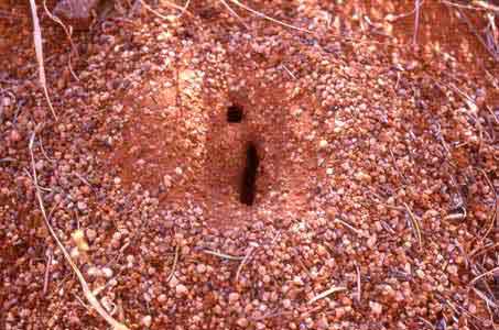 fotografia a colori in primo piano di un formicaio dell'Outback australiano. (fotografo: Elisa Tattoli, settembre 2000)