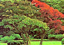 fotografia a colori di un giardino giapponese del Centro Crespi Bonsai a Parabiago. (fonte: http://www.crespibonsai.com/)