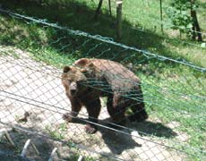 fotografia a colori di un orso presso il Santuario di San Romedio. (autore: Giorgio Visconti)