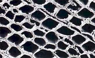 fotografia eseguita al microscopio elettronico di una sezione di una lamella di abete prelevata da un pannello Celenit di normale produzione. Universit di Padova, febbraio 1995 (fonte: celenit.com)