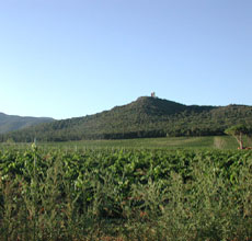 fotografia a colori di un paesaggio con vigneti e sulla collina i ruderi di torre Donoratico, nei pressi di Castagneto Carducci (autore: Giorgio Visconti)