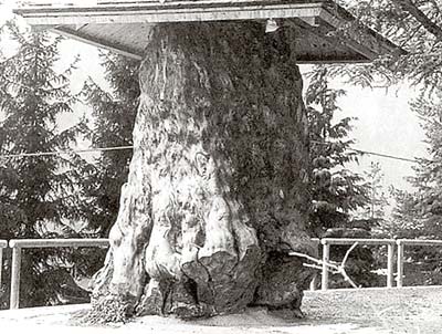 fotofrafia in bianco e nero de 'La bora', ovvero il grande tronco di abete bianco conservato nel parco di Daone (fonte: 'Valle di Daone')