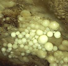 fotografia a colori delle 'Perle' calcaree nella grotta di Aladino (fonte: archivio del Comune di Daone)