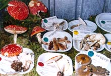 fotografia a colori di funghi della mostra micologica presso il ristorante Pierino nei pressi della diga di Bissina (autore: Italo Bonazza)
